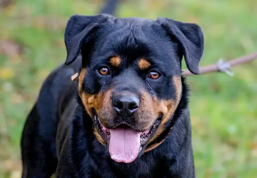 Tiger - Rottweiler - Bild 1