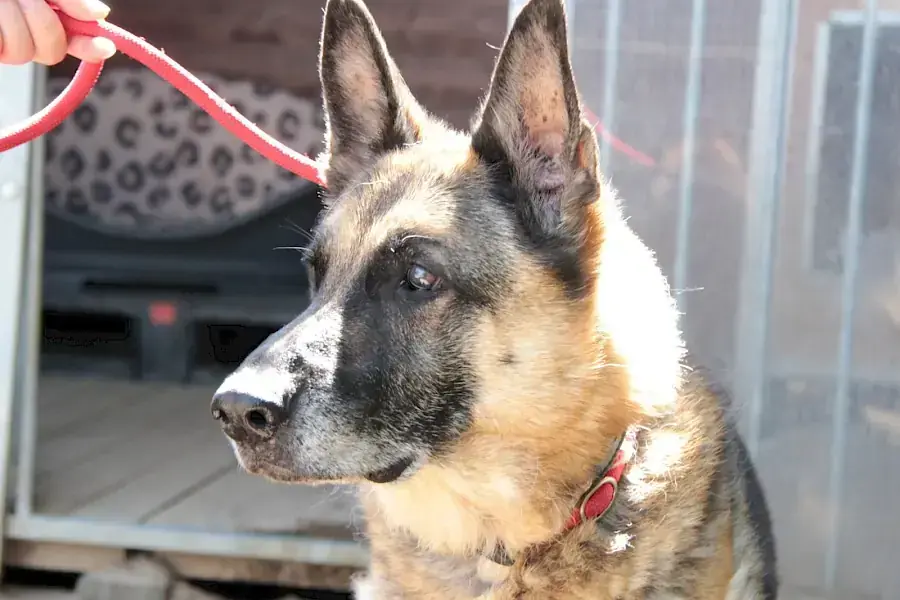 Henry - Deutscher Schäferhund - Bild 4
