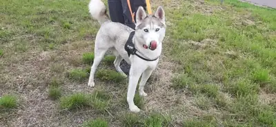 Ice – Siberian Husky – Bild 8
