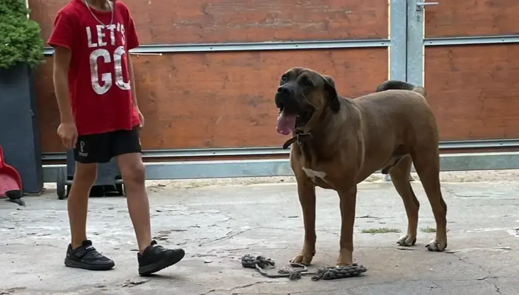 Romeo -  - Bild 4
