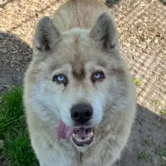 Bo – Siberian Husky – Bild 2