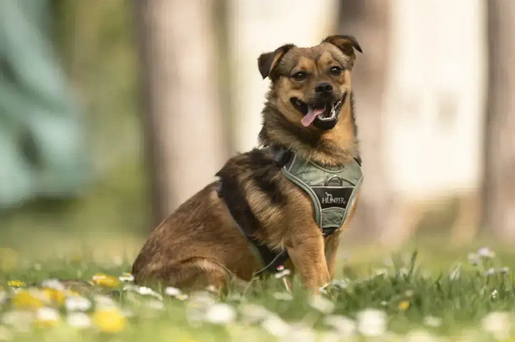 Max -  - Bild 1