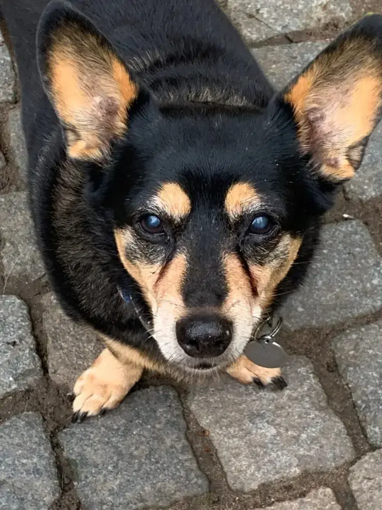 Lissy -  - Bild 1