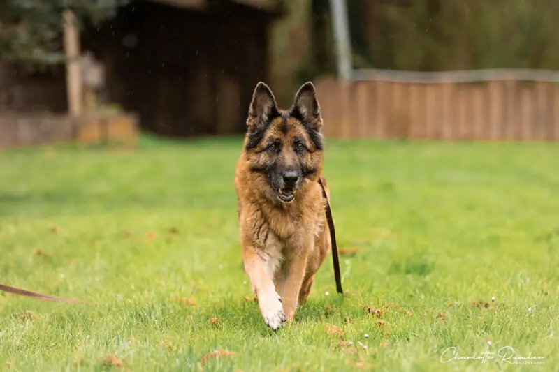 Lana - Deutscher Schäferhund - Bild 4