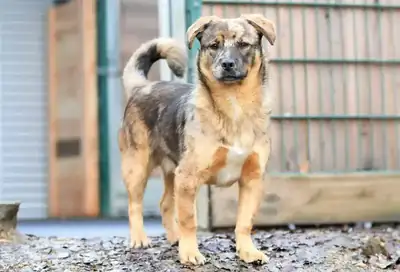 Helmut – Hund – Bild 2