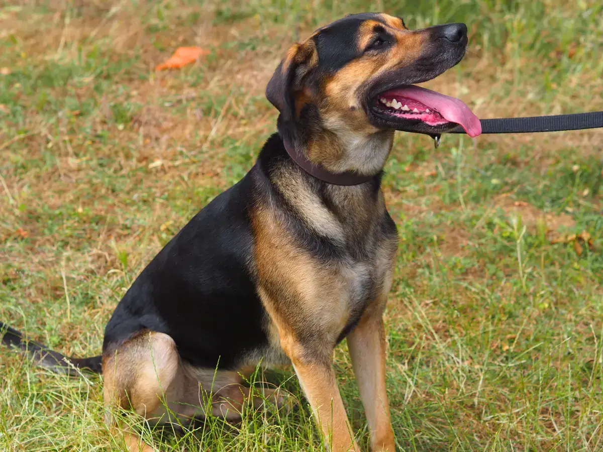 Freddy - Deutscher Schäferhund, Dobermann - Bild 2
