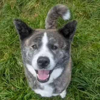 Lucy - Akita - Bild 6