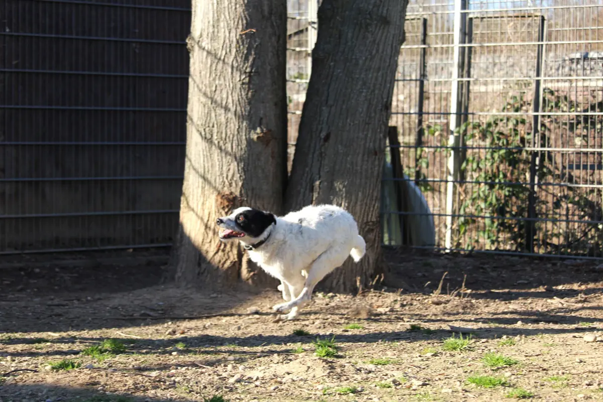 Strolch -  - Bild 11