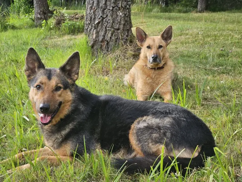 Lando -  - Bild 2