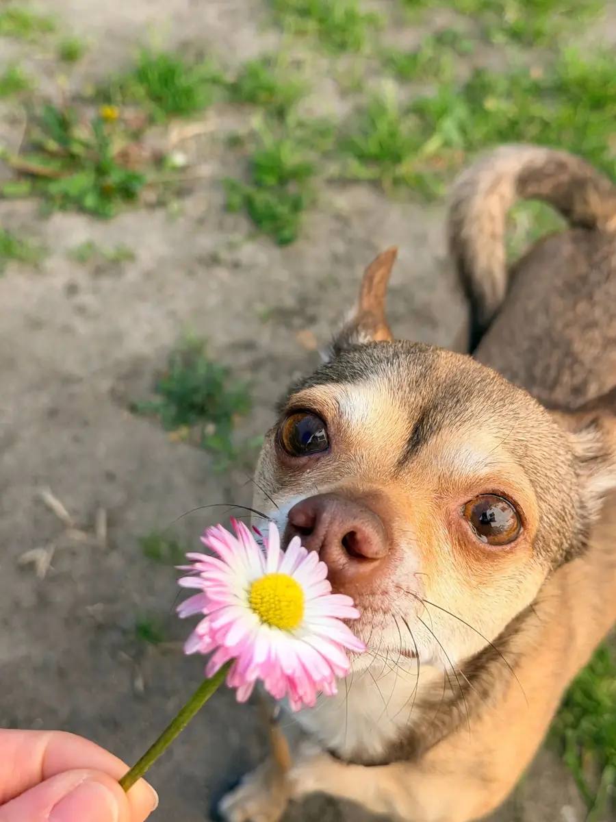 Petrie - Chihuahua - Bild 1