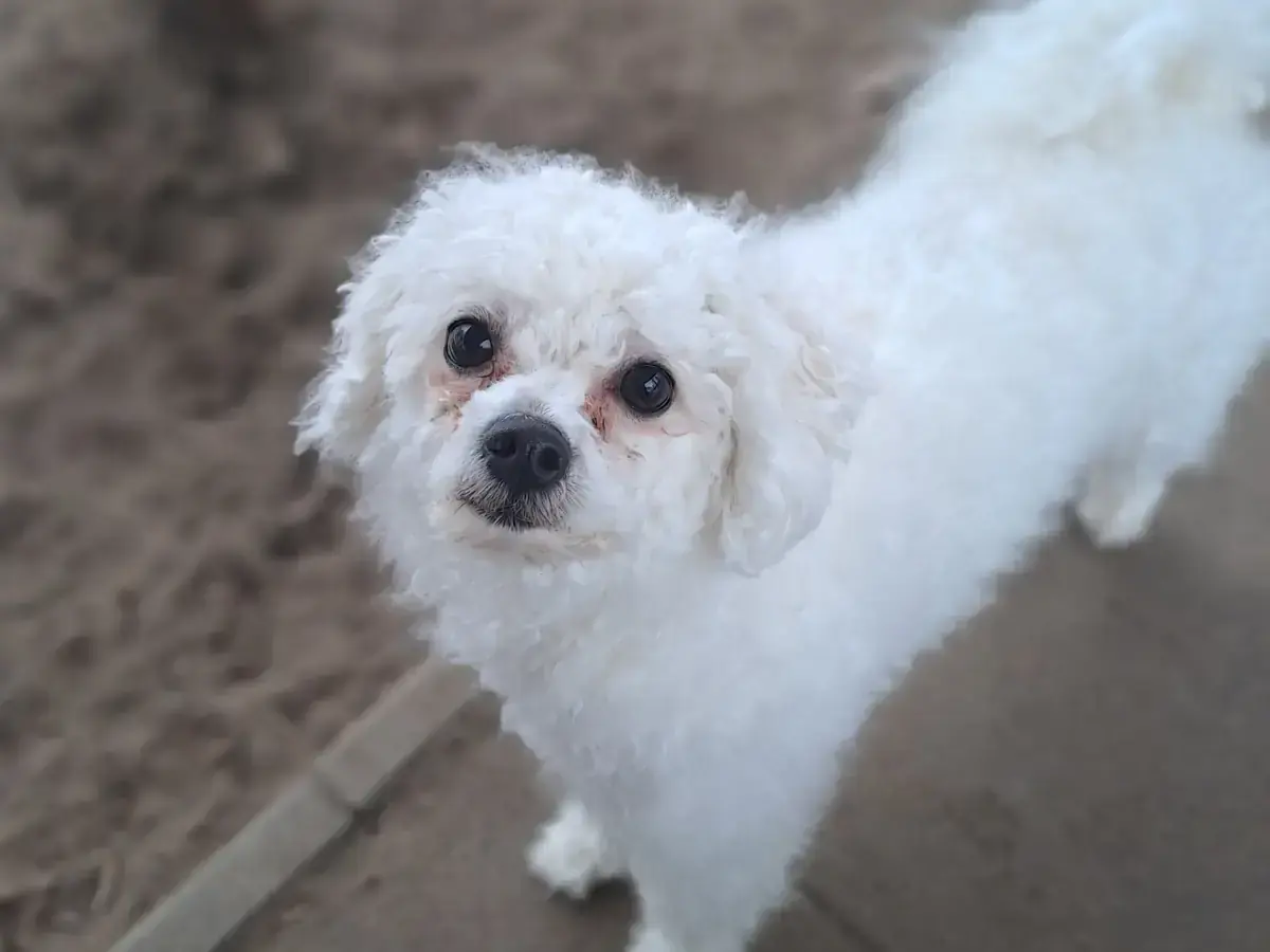 Nelly - Bichon Frisé - Bild 2