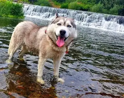Thunder – Siberian Husky – Bild 2