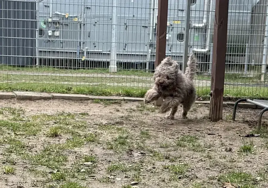 Julien – Lagotto Romagnolo – Bild 4