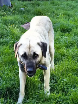 Otis – Kangal-Hirtenhund – Bild 6