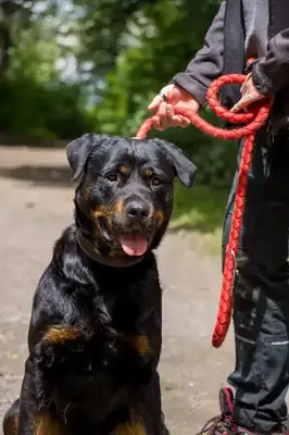 Oxana – Rottweiler – Bild 6