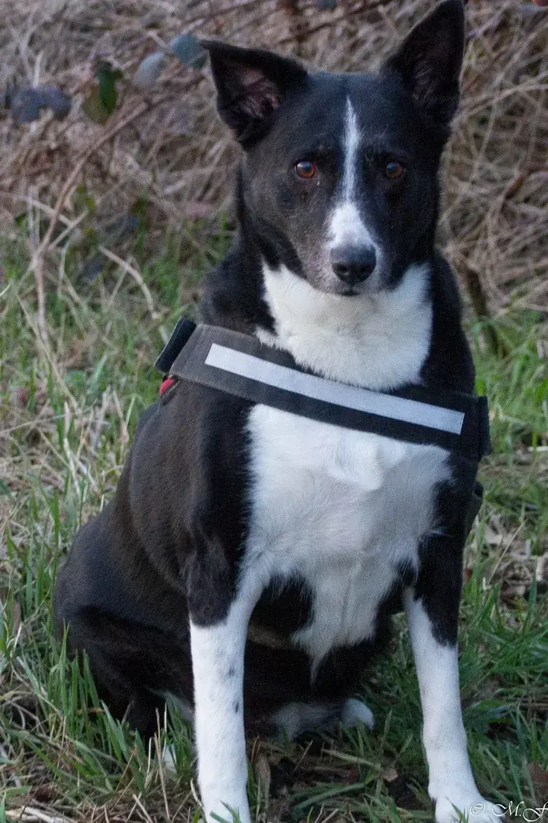 Maja -  - Bild 1