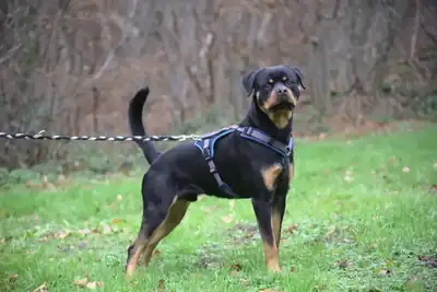 Loki – Rottweiler – Bild 4