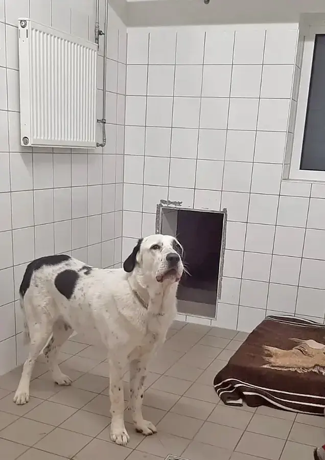 Balou - Zentralasiatischer Owtscharka - Bild 3