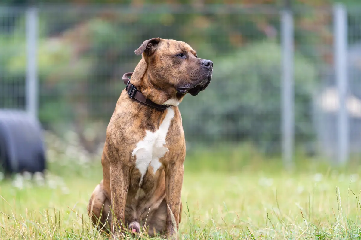 Gruffy - American Staffordshire Terrier - Bild 4