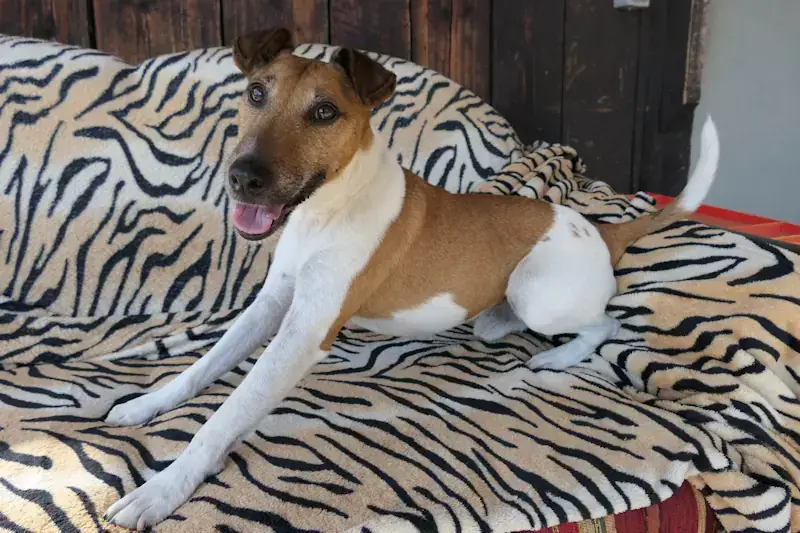 Foxterrier Drahthaar Ramses