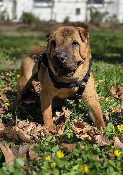 Camillo - Shar-Pei - Bild 2