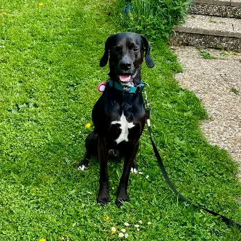 Hugo - Labrador Retriever - Bild 1