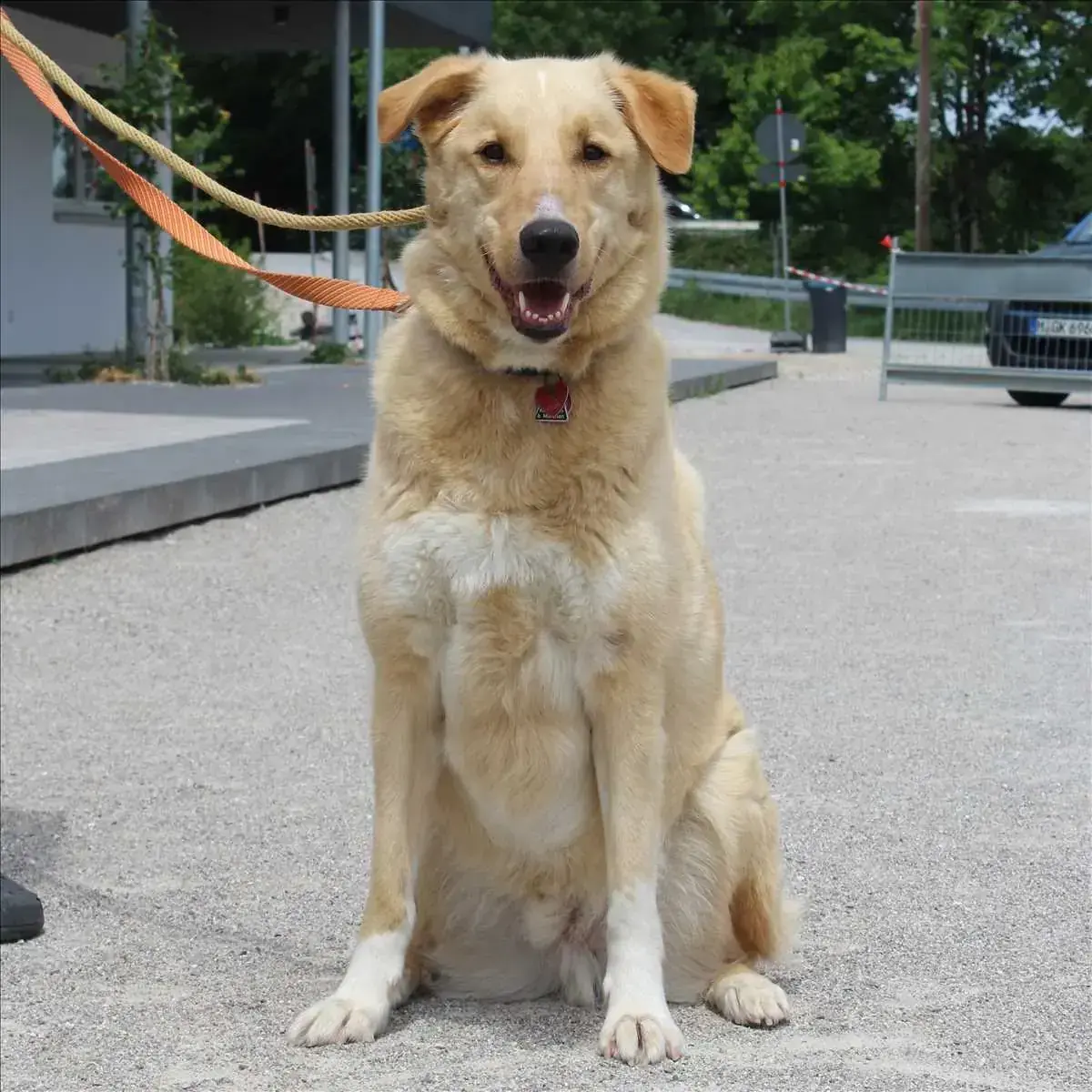 Kangal-Hirtenhund-Mix JOSHI