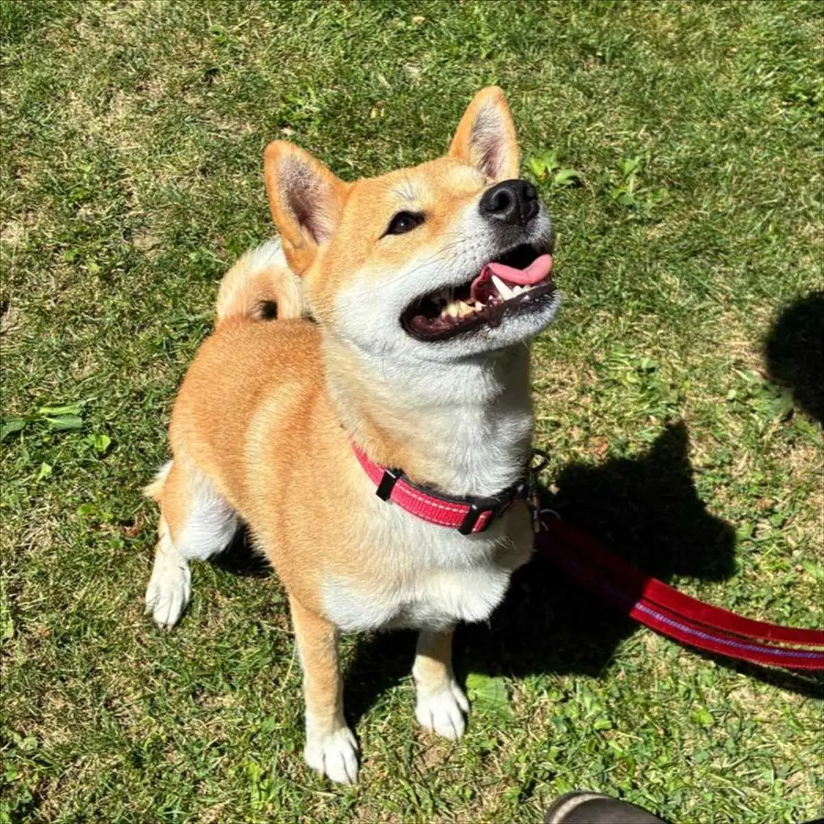 Kali - Shiba - Bild 3