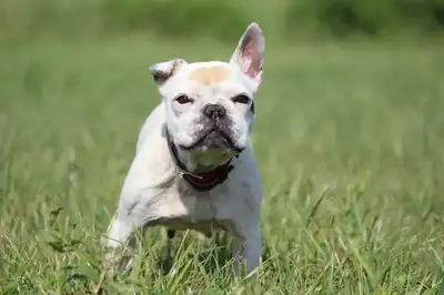 Dolly – Französische Bulldogge – Bild 11