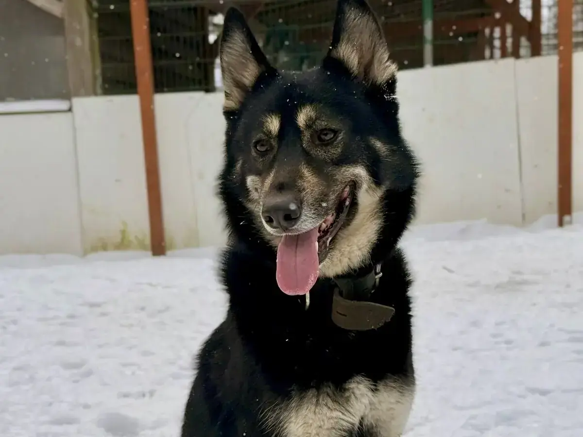 Fenris - Deutscher Schäferhund - Bild 1
