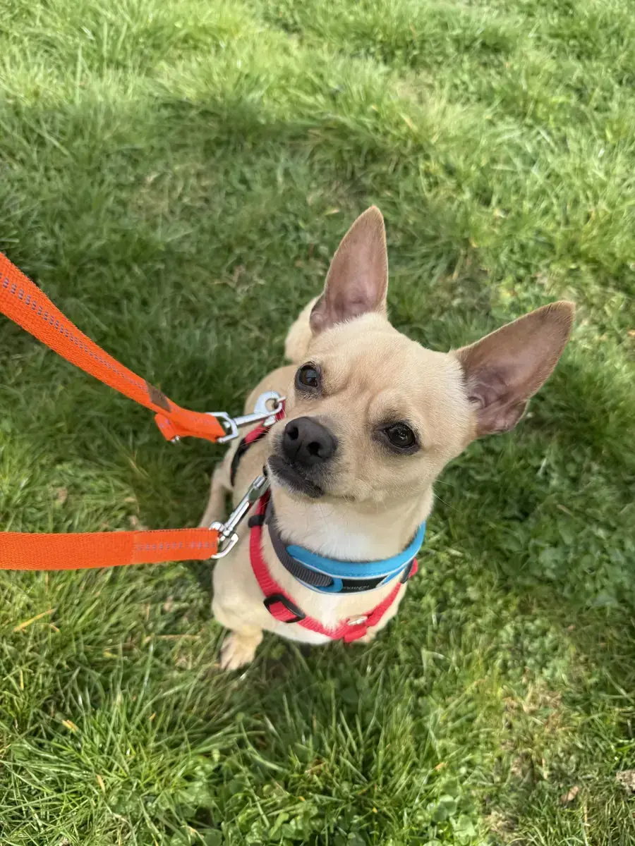 Mango - Chihuahua - Bild 3