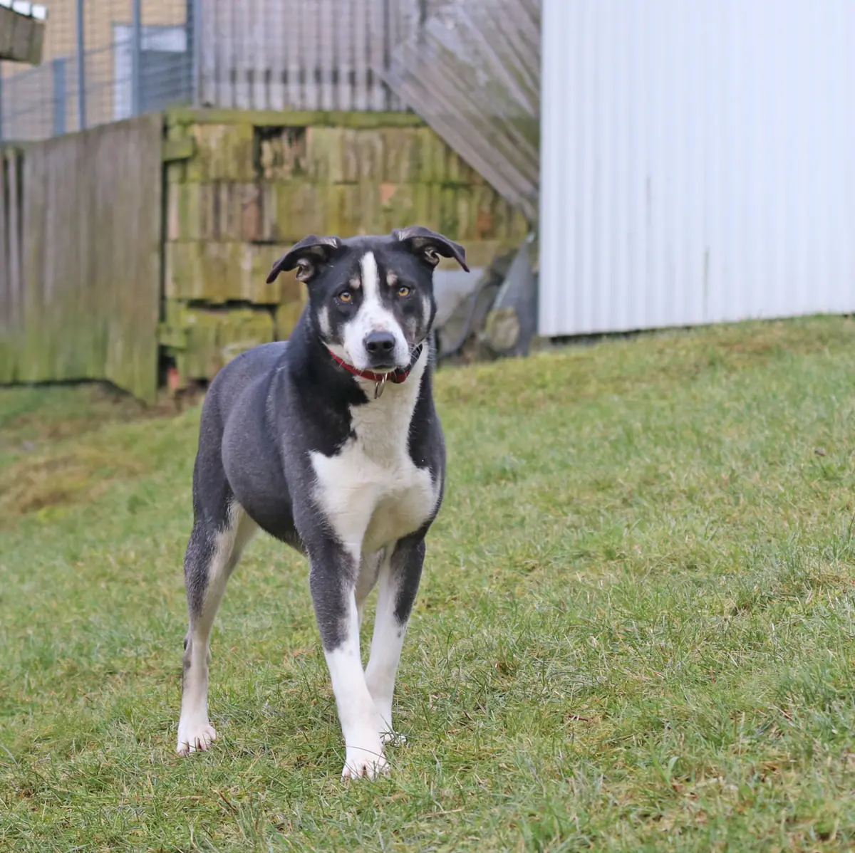 Buddy -  - Bild 13