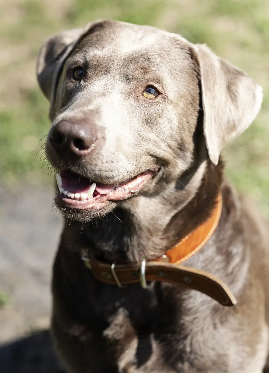 Miro - Labrador Retriever - Bild 3