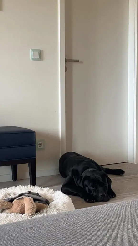 Vito - Cane Corso Italiano - Bild 7