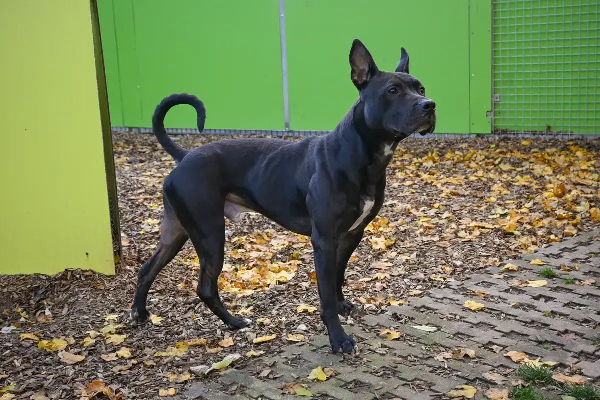 Ares -  - Bild 6