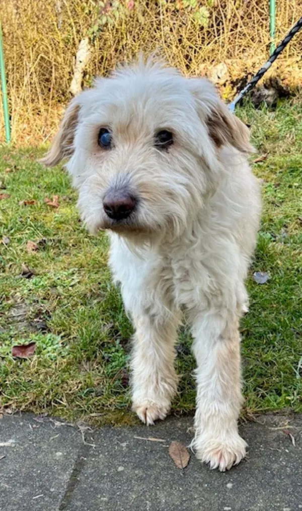 Theo -  - Bild 1