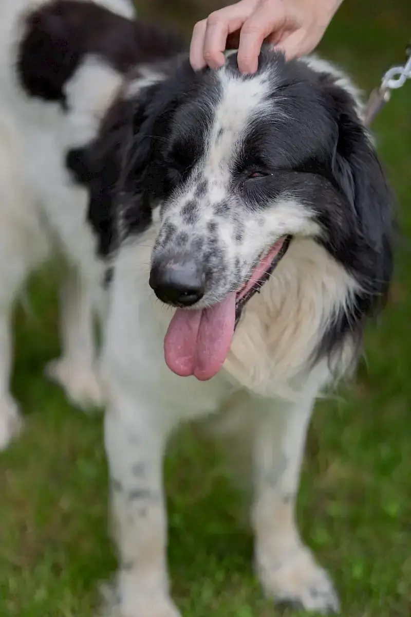 Pongo -  - Bild 14