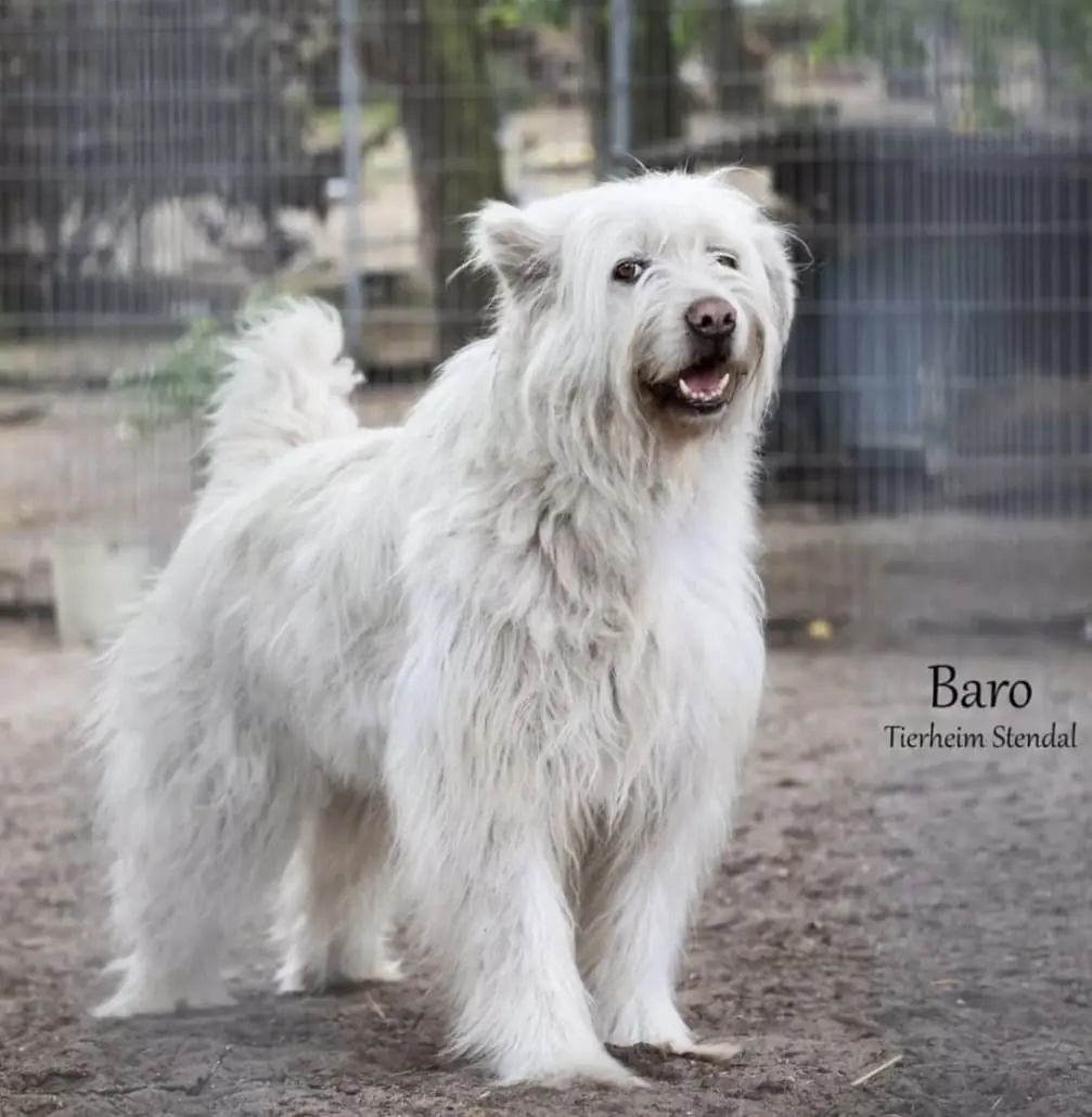 Baro - Ciobănesc Românesc Mioritic - Bild 1