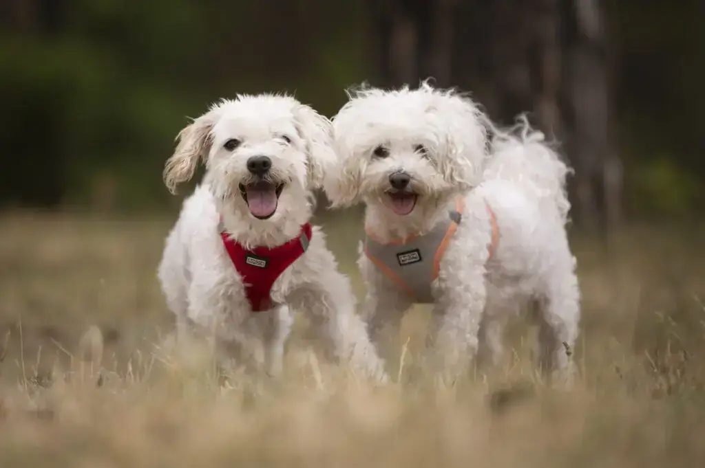 Marie und Batzi - Bichon Frisé - Bild 1
