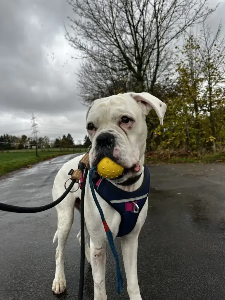 Tyler - Deutscher Boxer - Bild 2