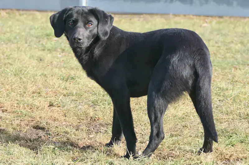 Zora - Labrador Retriever - Bild 1