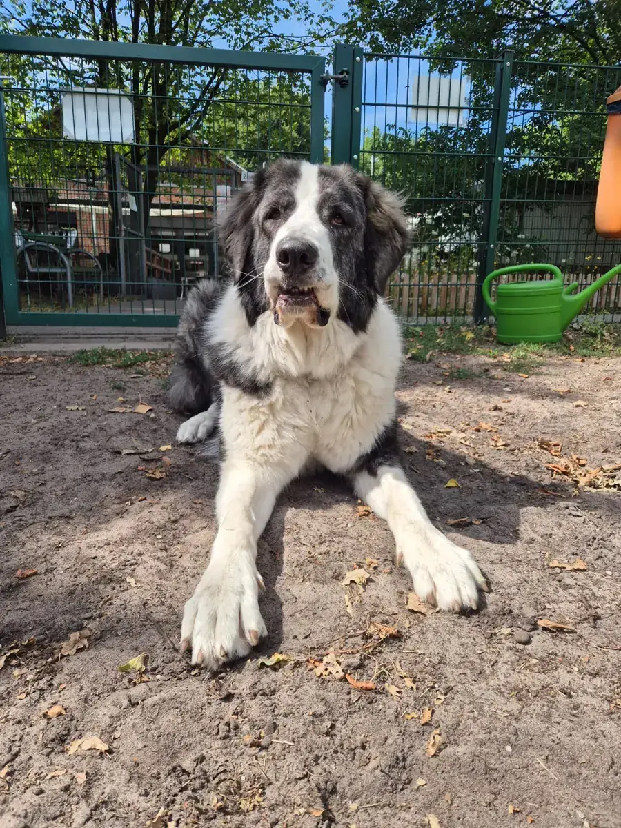 Bella -  - Bild 1