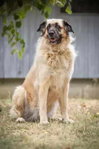 Mira - Kangal-Hirtenhund - Bild 2