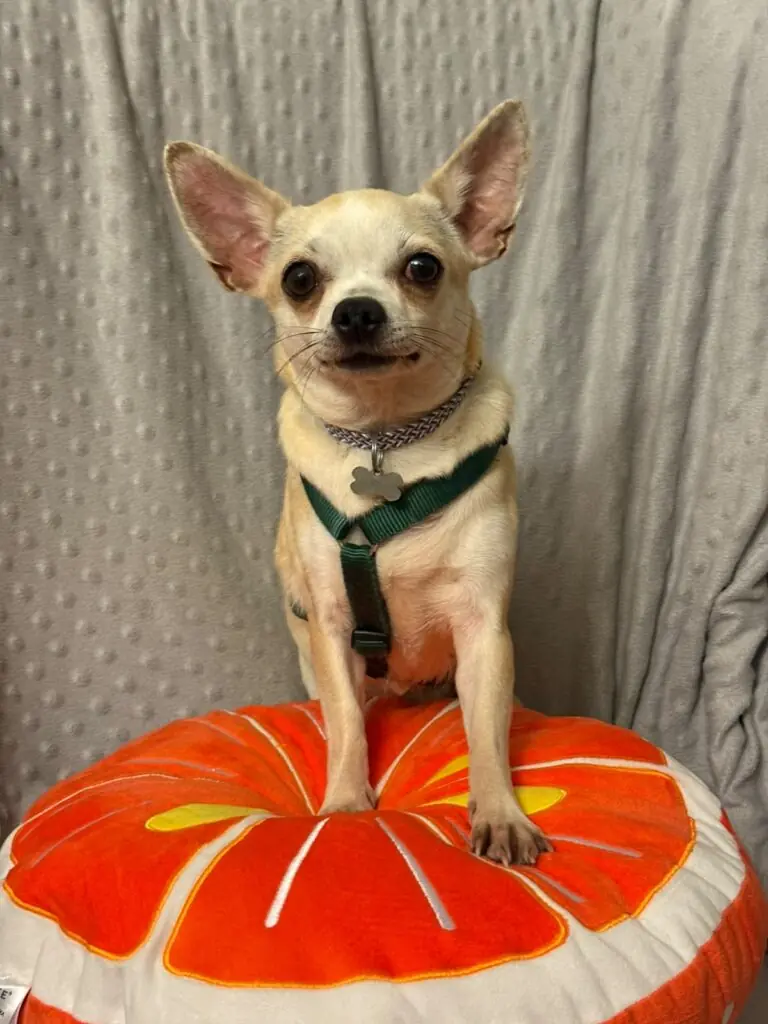 Cookie - Chihuahua - Bild 2