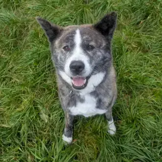 Lucy - Akita - Bild 5