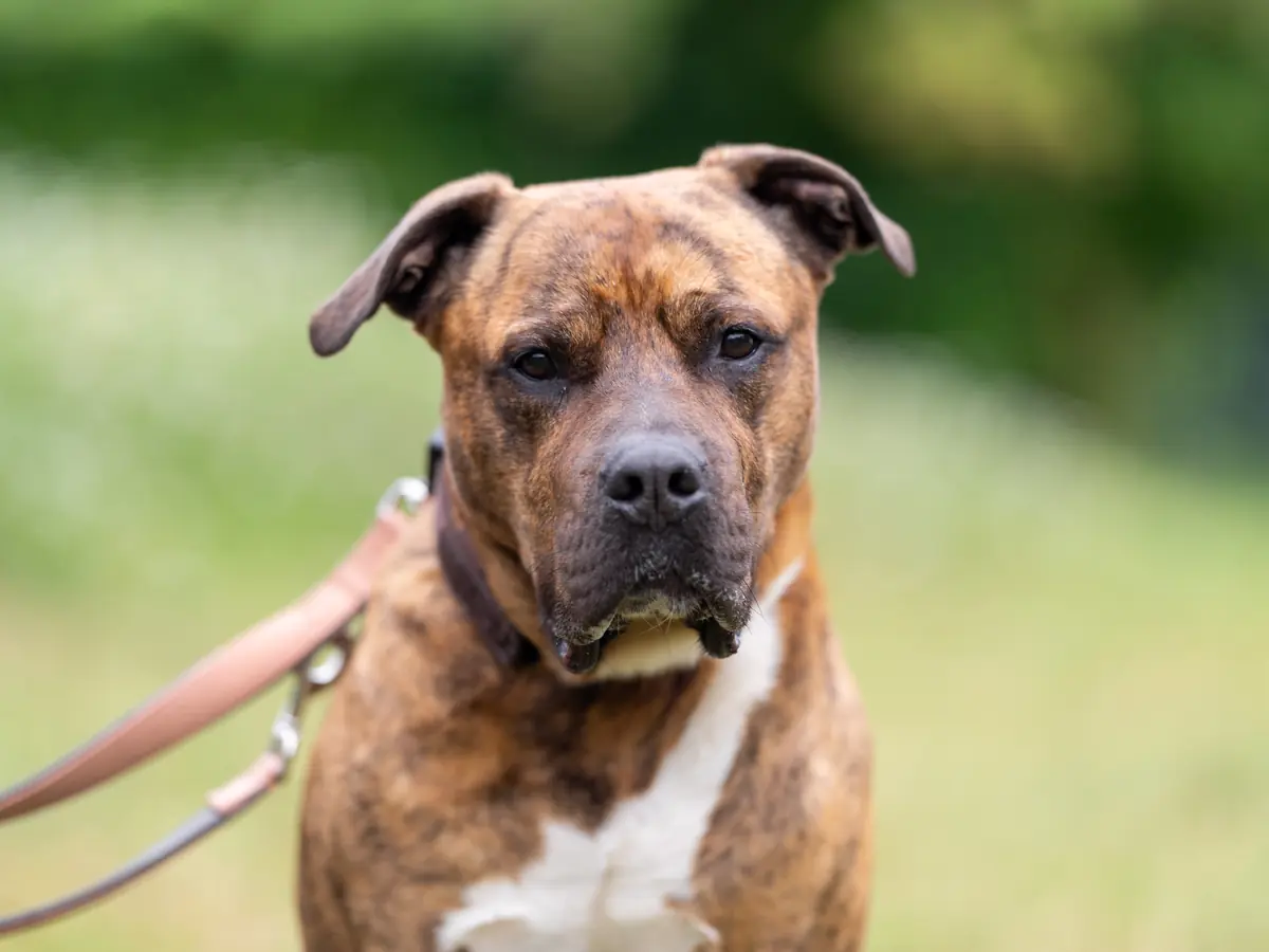 Gruffy - American Staffordshire Terrier - Bild 1