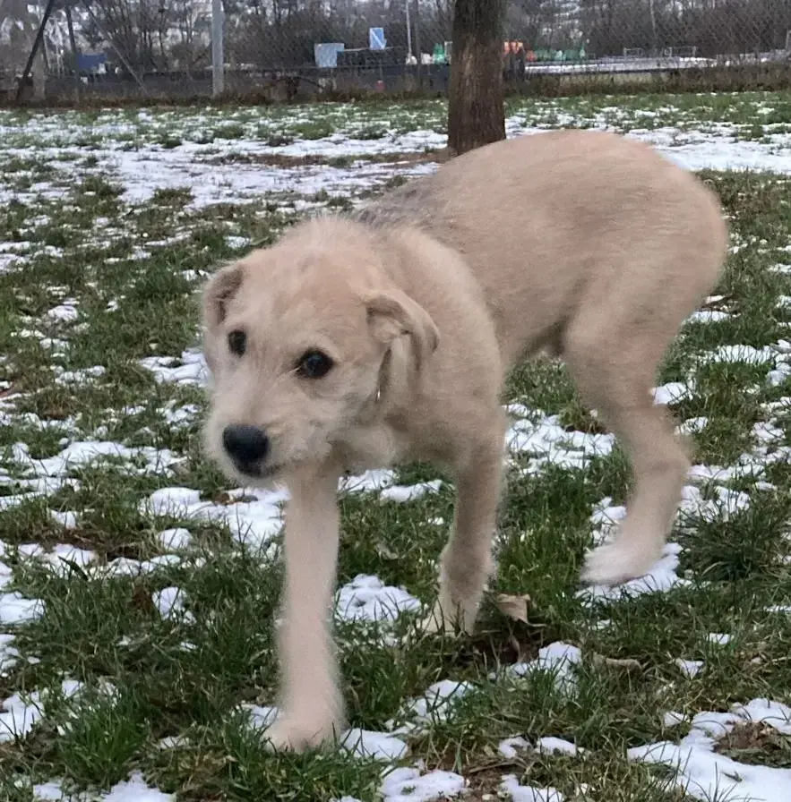 Hund Balu