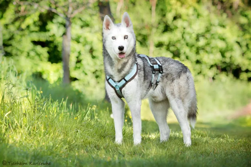 Simba - Siberian Husky - Bild 2