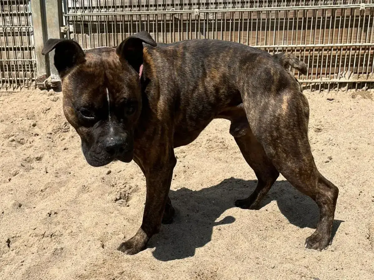 Frodo - American Staffordshire Terrier - Bild 1