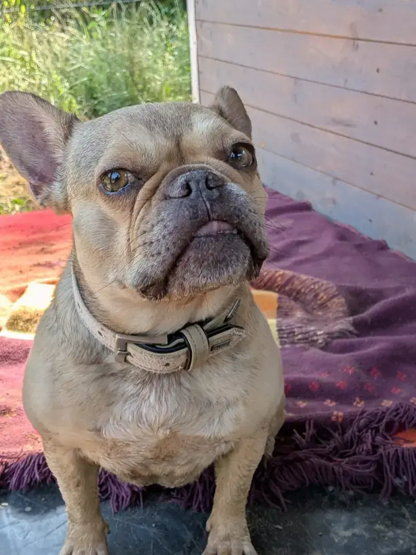Xena - Französische Bulldogge - Bild 4